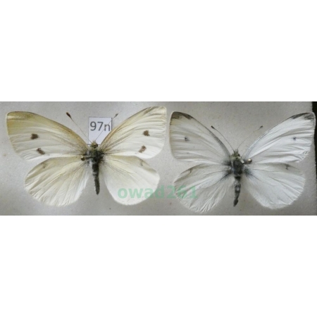 Pieris rapae (Linnaeus, 1758) pair Bielinek rzepnik Poland97n